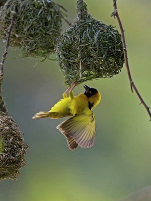 BUITEN BEELD Foto: 22658