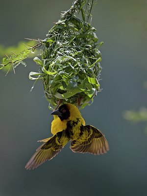 BUITEN BEELD Foto: 22660