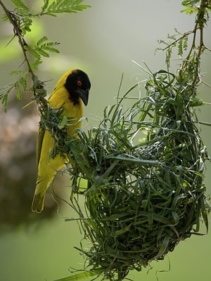 BUITEN BEELD Foto: 22661