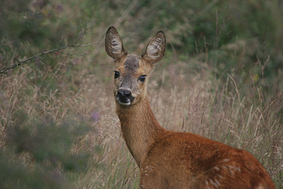 BUITEN BEELD Foto: 22663