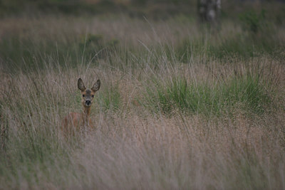 BUITEN BEELD Foto: 22664
