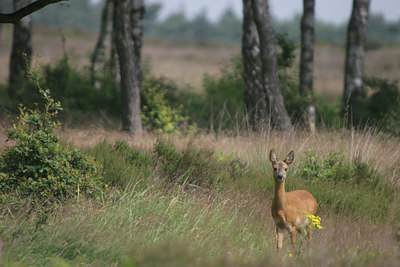 BUITEN BEELD Foto: 22667