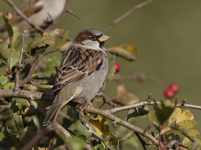 BUITEN BEELD Foto: 22671