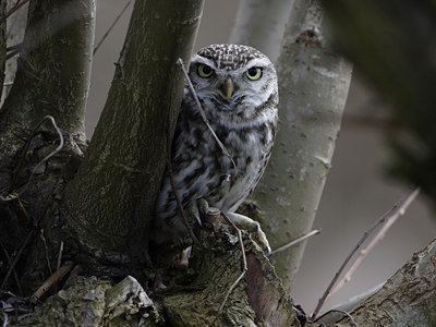 BUITEN BEELD Foto: 22674