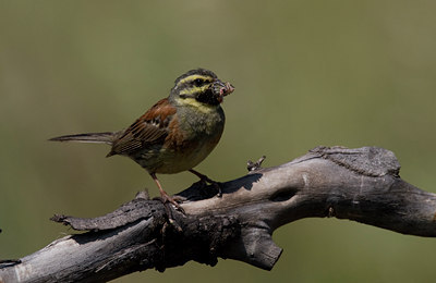 BUITEN BEELD Foto: 22675