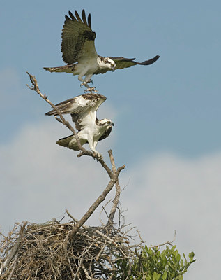 BUITEN BEELD Foto: 22711