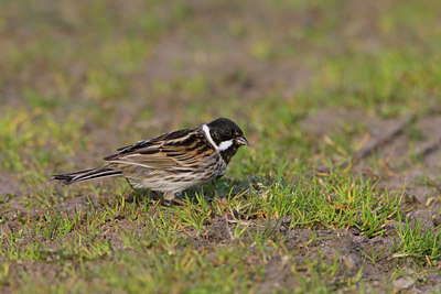 BUITEN BEELD Foto: 22722