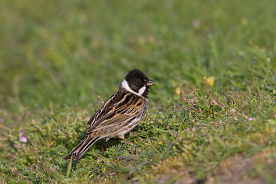 BUITEN BEELD Foto: 22723
