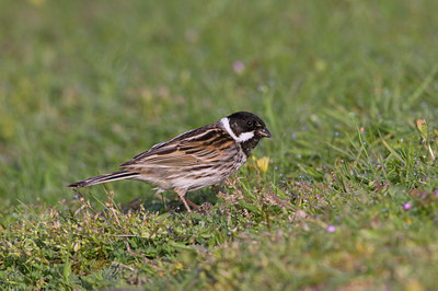 BUITEN BEELD Foto: 22724
