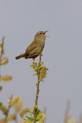 BUITEN BEELD Foto: 22727