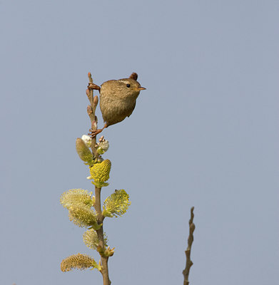 BUITEN BEELD Foto: 22728