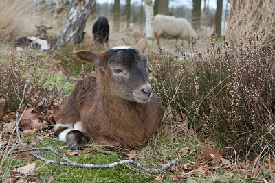 BUITEN BEELD Foto: 22731