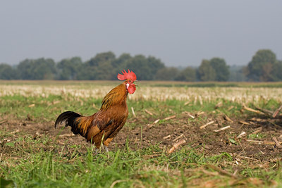 BUITEN BEELD Foto: 22742