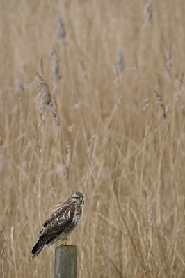 BUITEN BEELD Foto: 22751