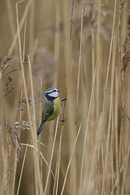 BUITEN BEELD Foto: 22752