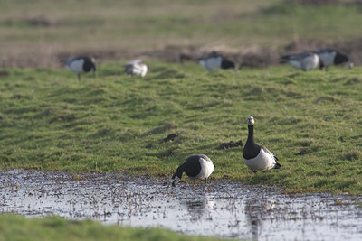 BUITEN BEELD Foto: 22764