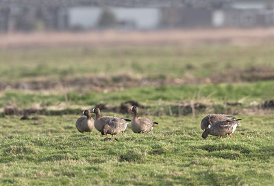 BUITEN BEELD Foto: 22765