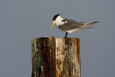 BUITEN BEELD Foto: 22777