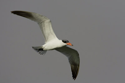 BUITEN BEELD Foto: 22784
