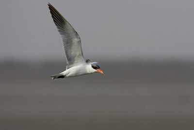 BUITEN BEELD Foto: 22785