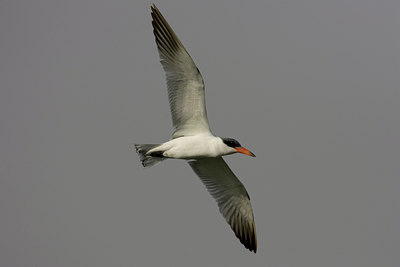 BUITEN BEELD Foto: 22787