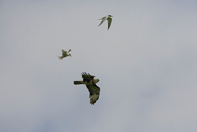 BUITEN BEELD Foto: 22792