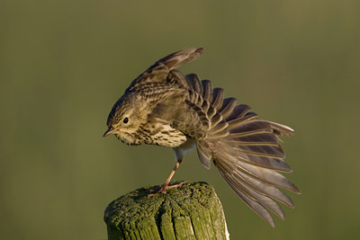BUITEN BEELD Foto: 22803