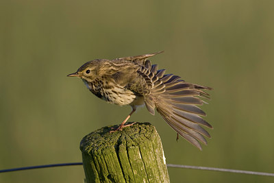 BUITEN BEELD Foto: 22806
