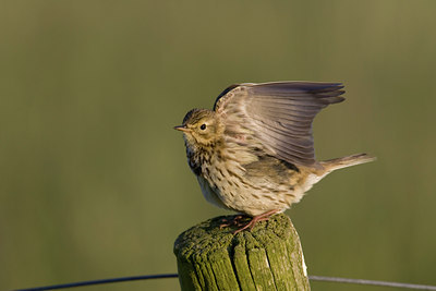 BUITEN BEELD Foto: 22808