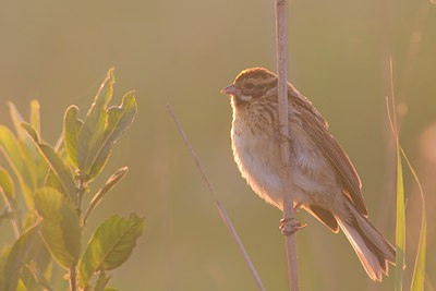 BUITEN BEELD Foto: 22812
