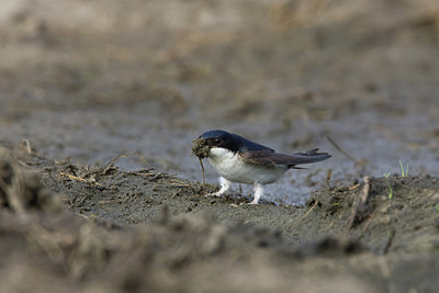 BUITEN BEELD Foto: 22814