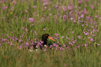 BUITEN BEELD Foto: 22824