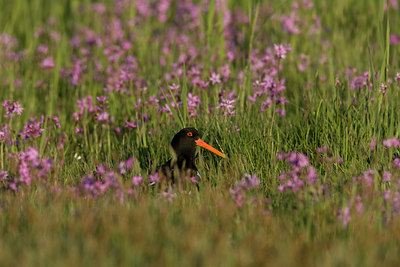 BUITEN BEELD Foto: 22826