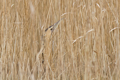 BUITEN BEELD Foto: 22829
