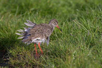 BUITEN BEELD Foto: 22830