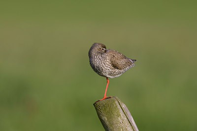 BUITEN BEELD Foto: 22834