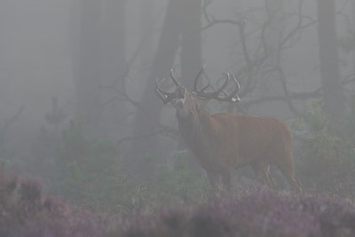 BUITEN BEELD Foto: 22844