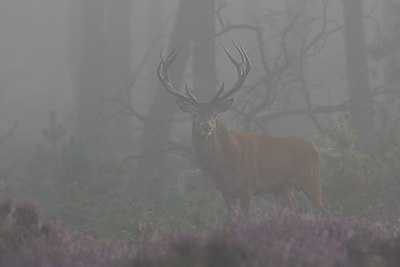 BUITEN BEELD Foto: 22847