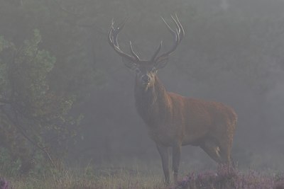 BUITEN BEELD Foto: 22850