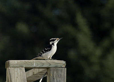 BUITEN BEELD Foto: 22858