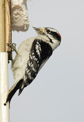 BUITEN BEELD Foto: 22866