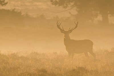 BUITEN BEELD Foto: 22870