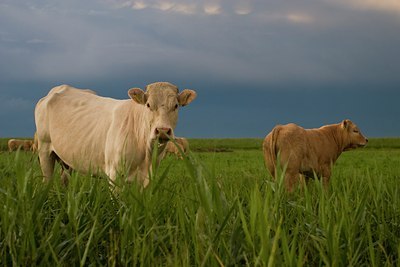 BUITEN BEELD Foto: 22872