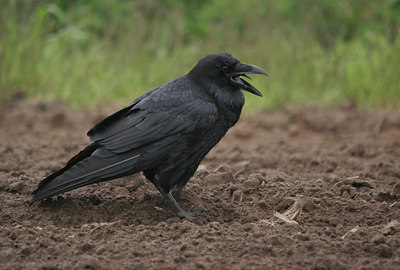 BUITEN BEELD Foto: 22877