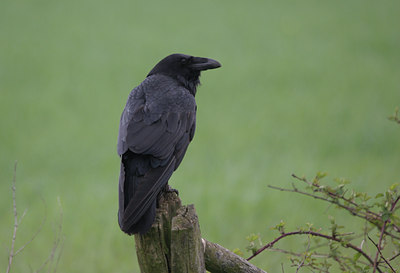 BUITEN BEELD Foto: 22878