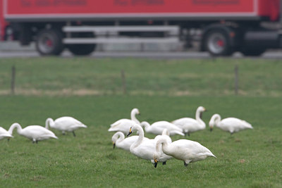 BUITEN BEELD Foto: 22912