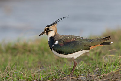 BUITEN BEELD Foto: 22941
