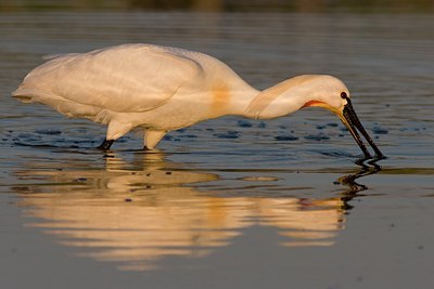 BUITEN BEELD Foto: 22956