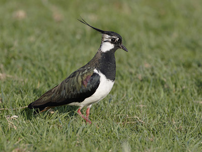 BUITEN BEELD Foto: 22959