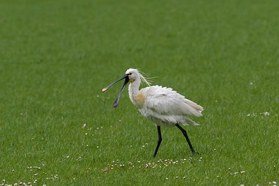 BUITEN BEELD Foto: 22961